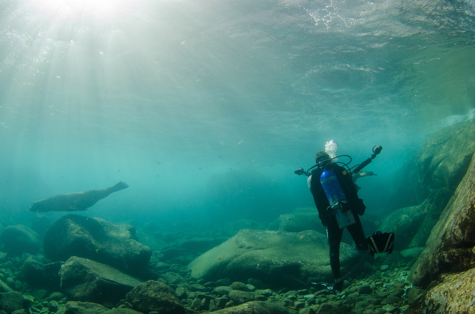 Californian sea lions in a shallow reef in Cabo Pulmo